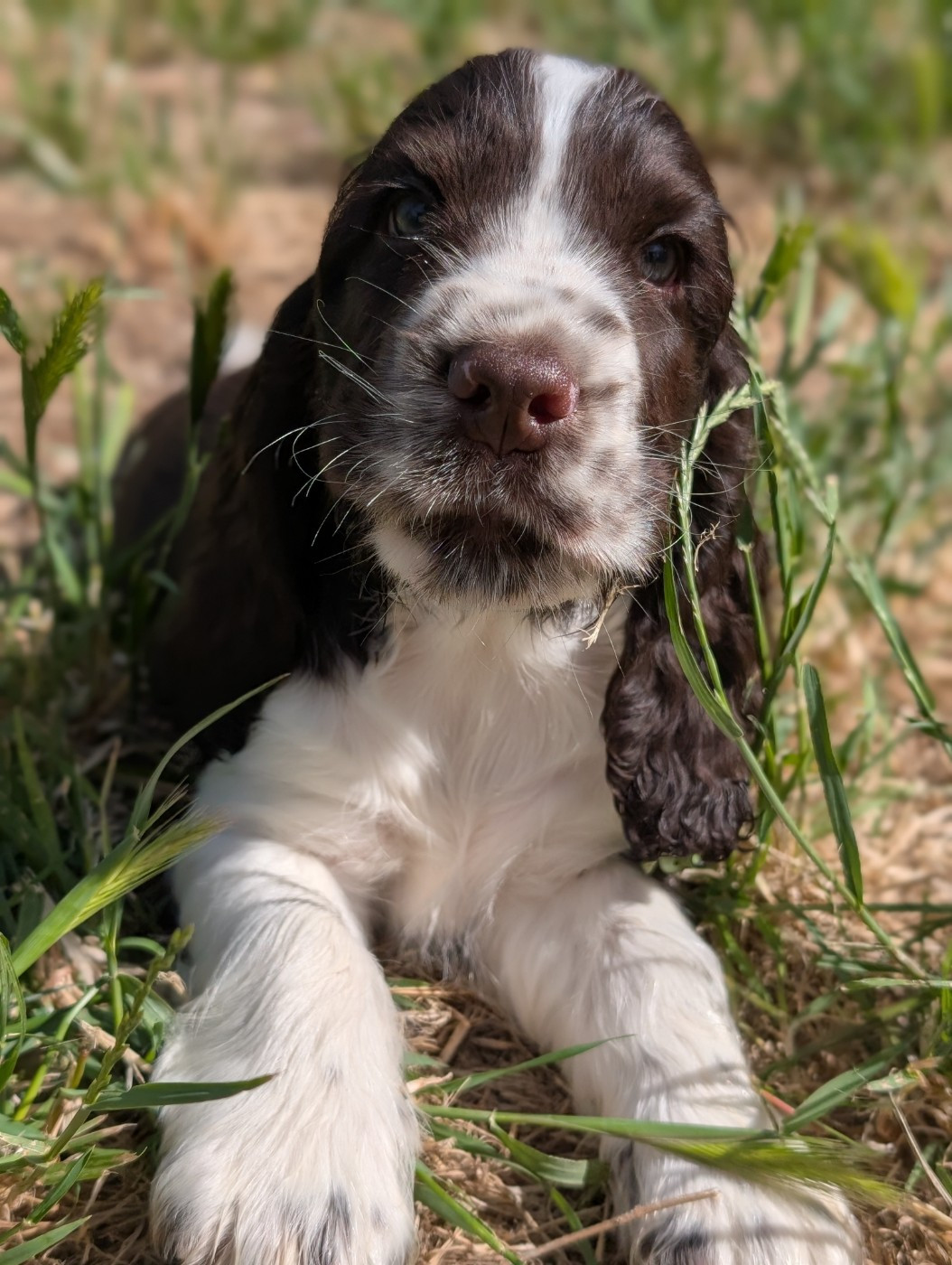 des Pitchoucas de Lacapelette - Chiots disponibles - Cocker Spaniel Anglais