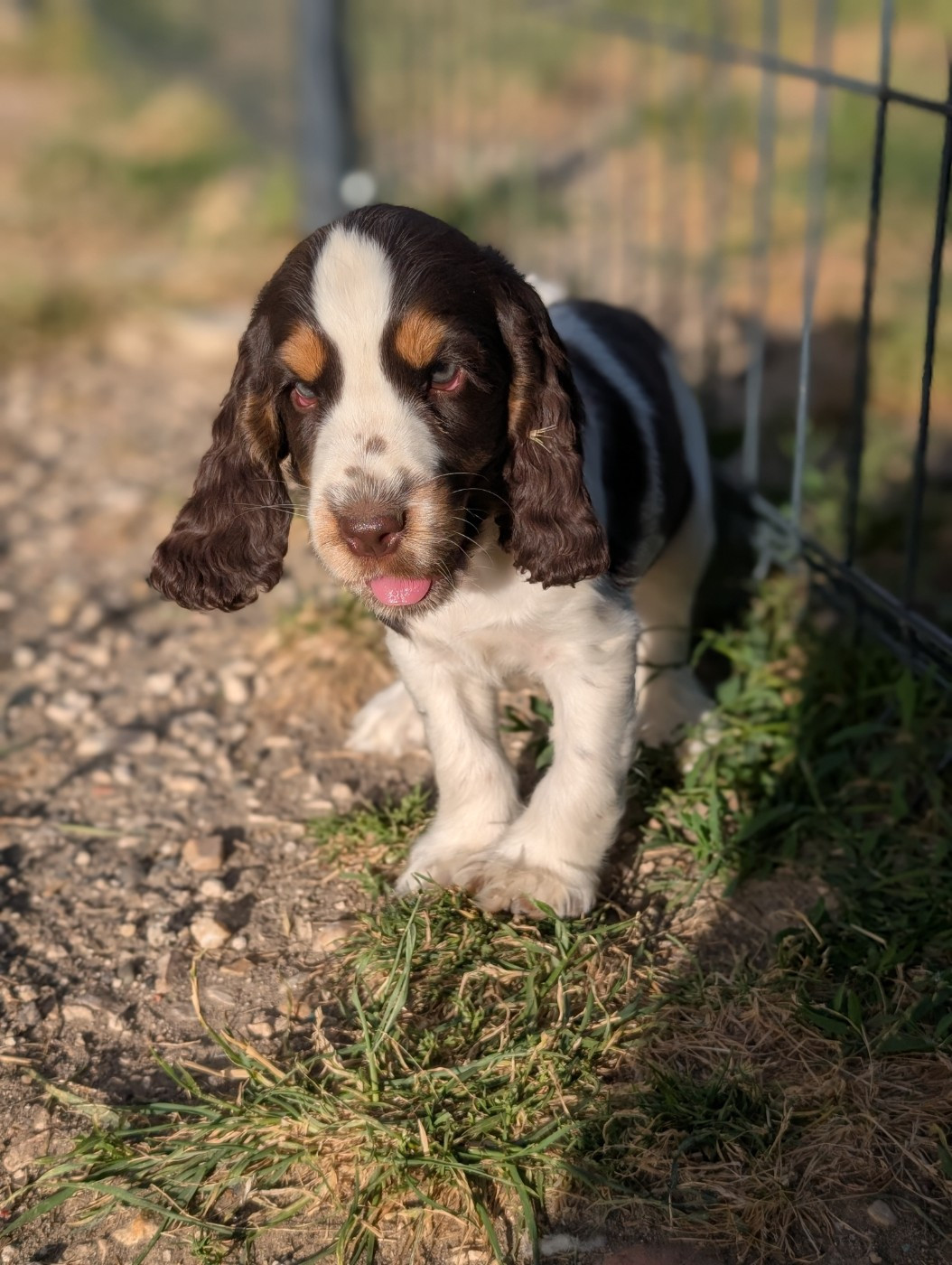 des Pitchoucas de Lacapelette - Chiots disponibles - Cocker Spaniel Anglais
