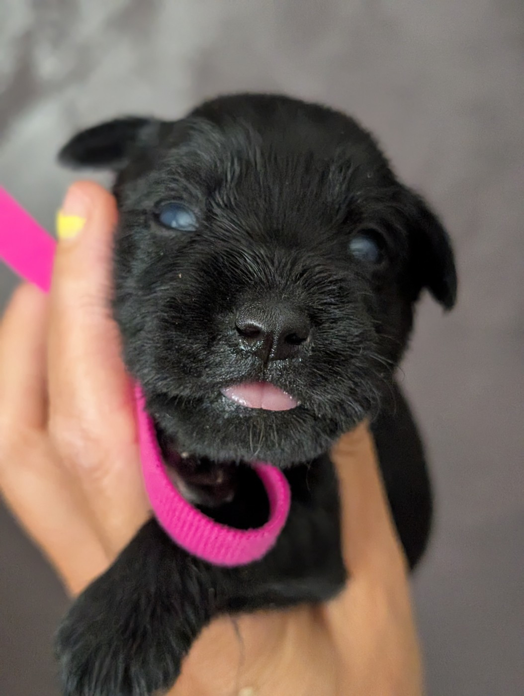des Pitchoucas de Lacapelette - Chiots disponibles - Schnauzer miniature