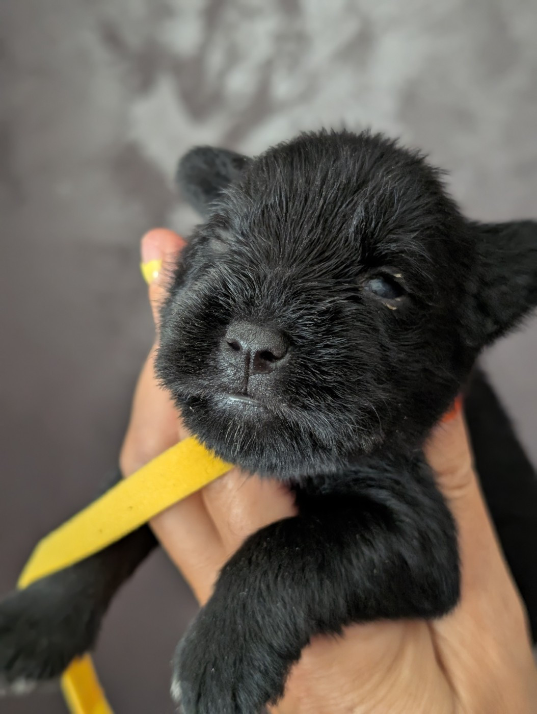 des Pitchoucas de Lacapelette - Chiots disponibles - Schnauzer miniature