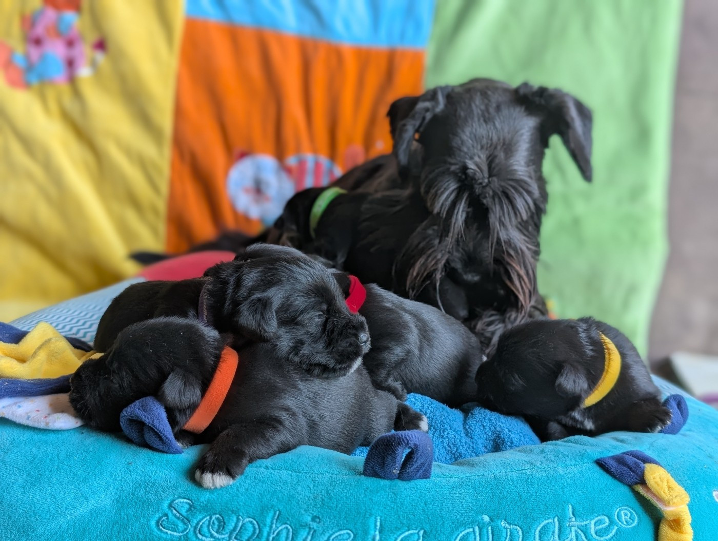 Chiot Schnauzer miniature des Pitchoucas de Lacapelette