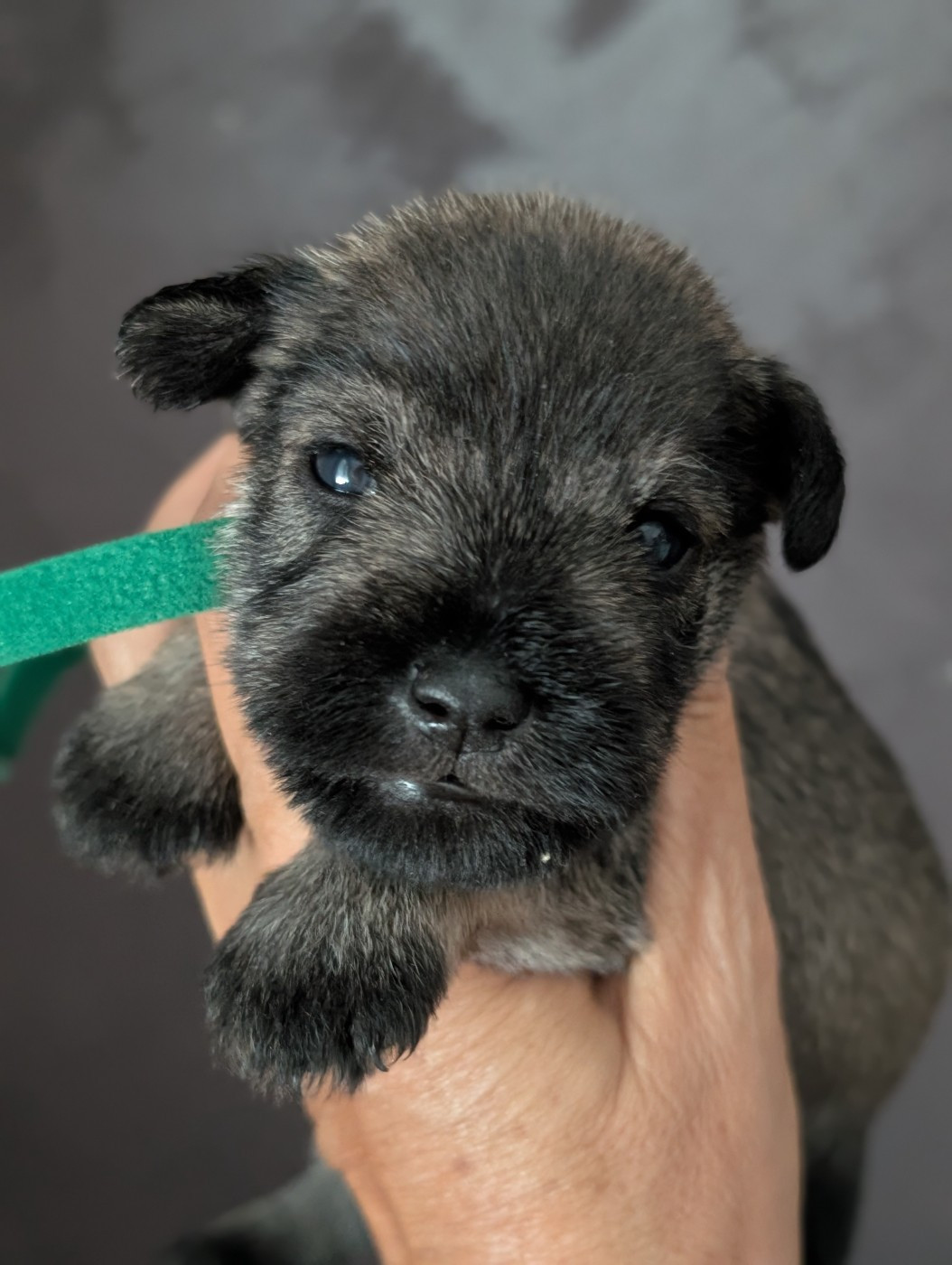 des Pitchoucas de Lacapelette - Chiots disponibles - Schnauzer miniature