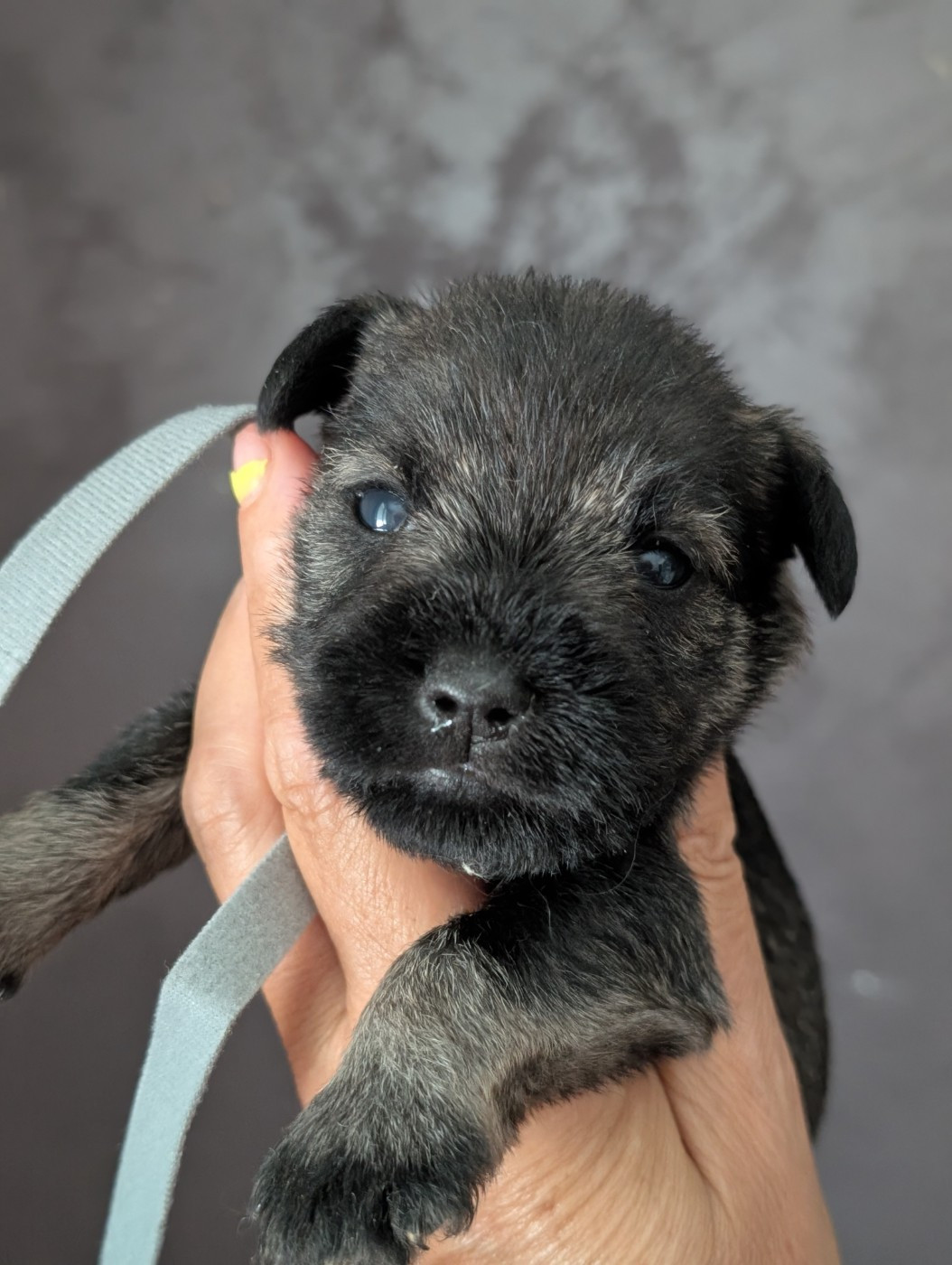 des Pitchoucas de Lacapelette - Chiots disponibles - Schnauzer miniature