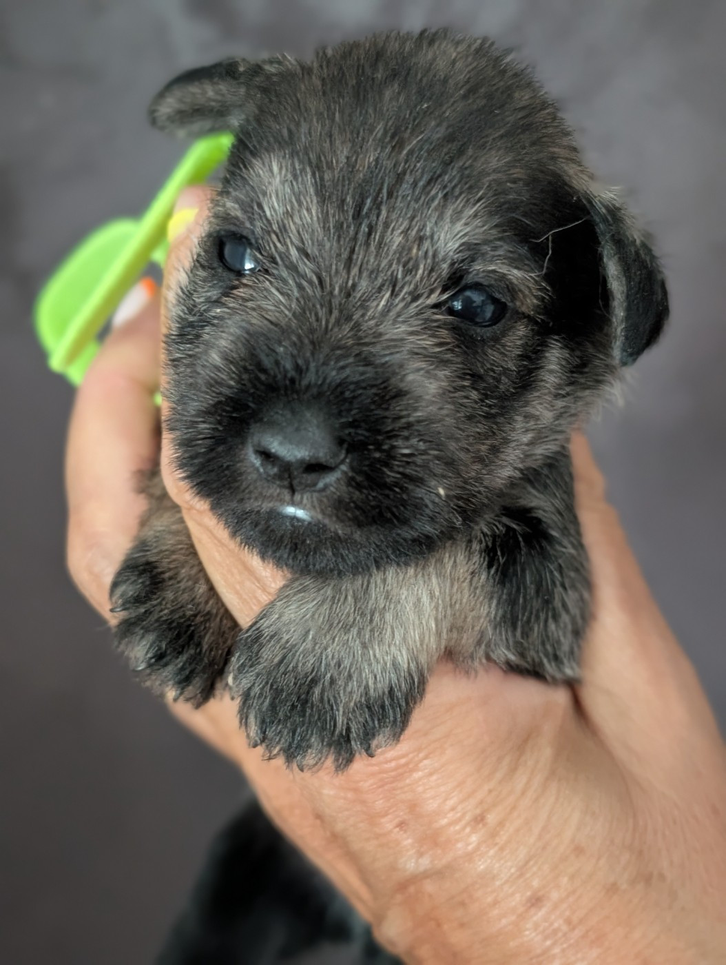 des Pitchoucas de Lacapelette - Chiots disponibles - Schnauzer miniature