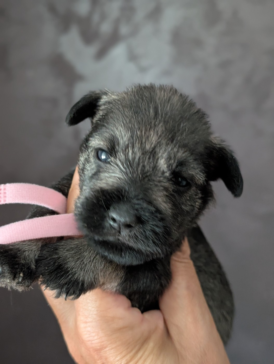 des Pitchoucas de Lacapelette - Chiots disponibles - Schnauzer miniature