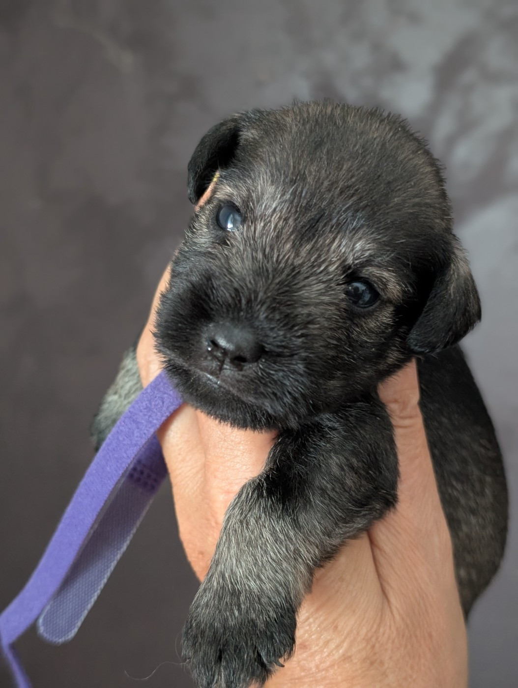 des Pitchoucas de Lacapelette - Chiots disponibles - Schnauzer miniature