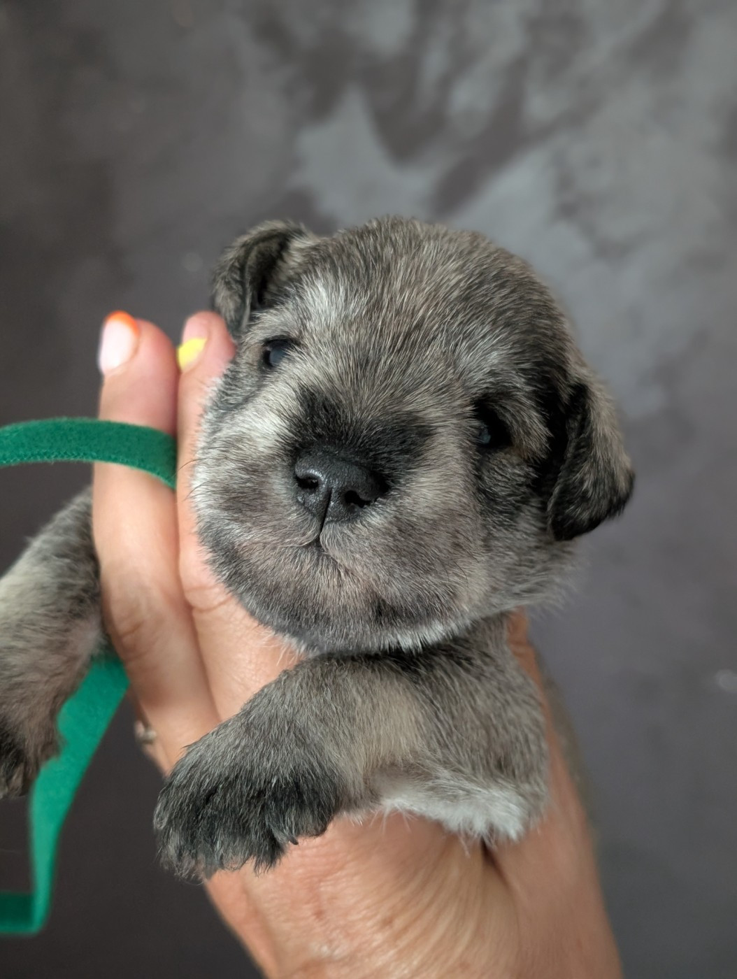 des Pitchoucas de Lacapelette - Chiots disponibles - Schnauzer miniature