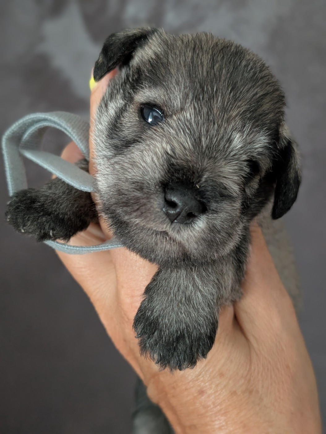 des Pitchoucas de Lacapelette - Chiots disponibles - Schnauzer miniature