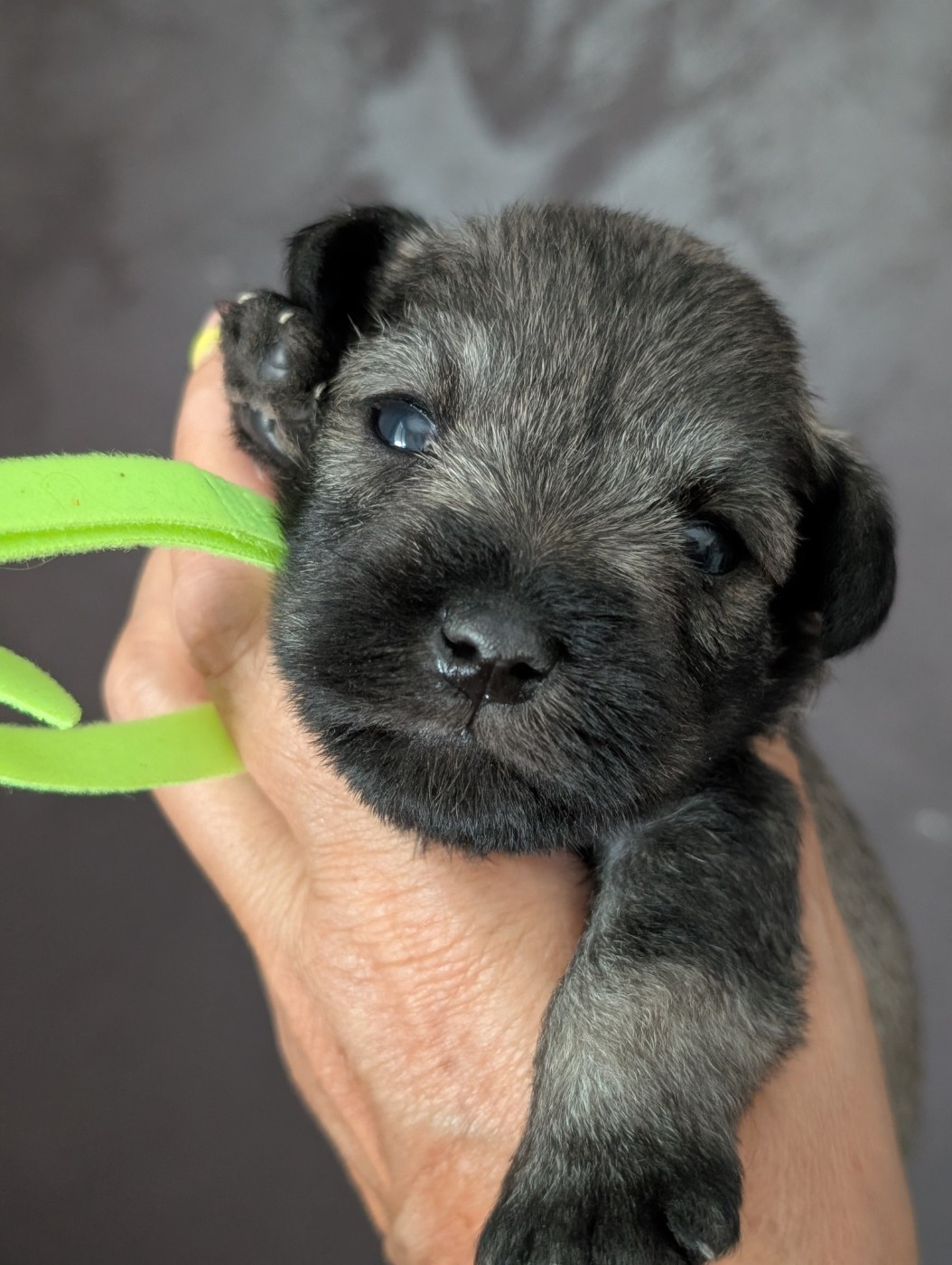 des Pitchoucas de Lacapelette - Chiots disponibles - Schnauzer miniature