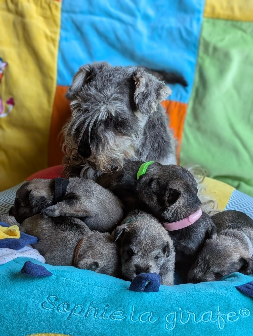 Chiot Schnauzer miniature des Pitchoucas de Lacapelette