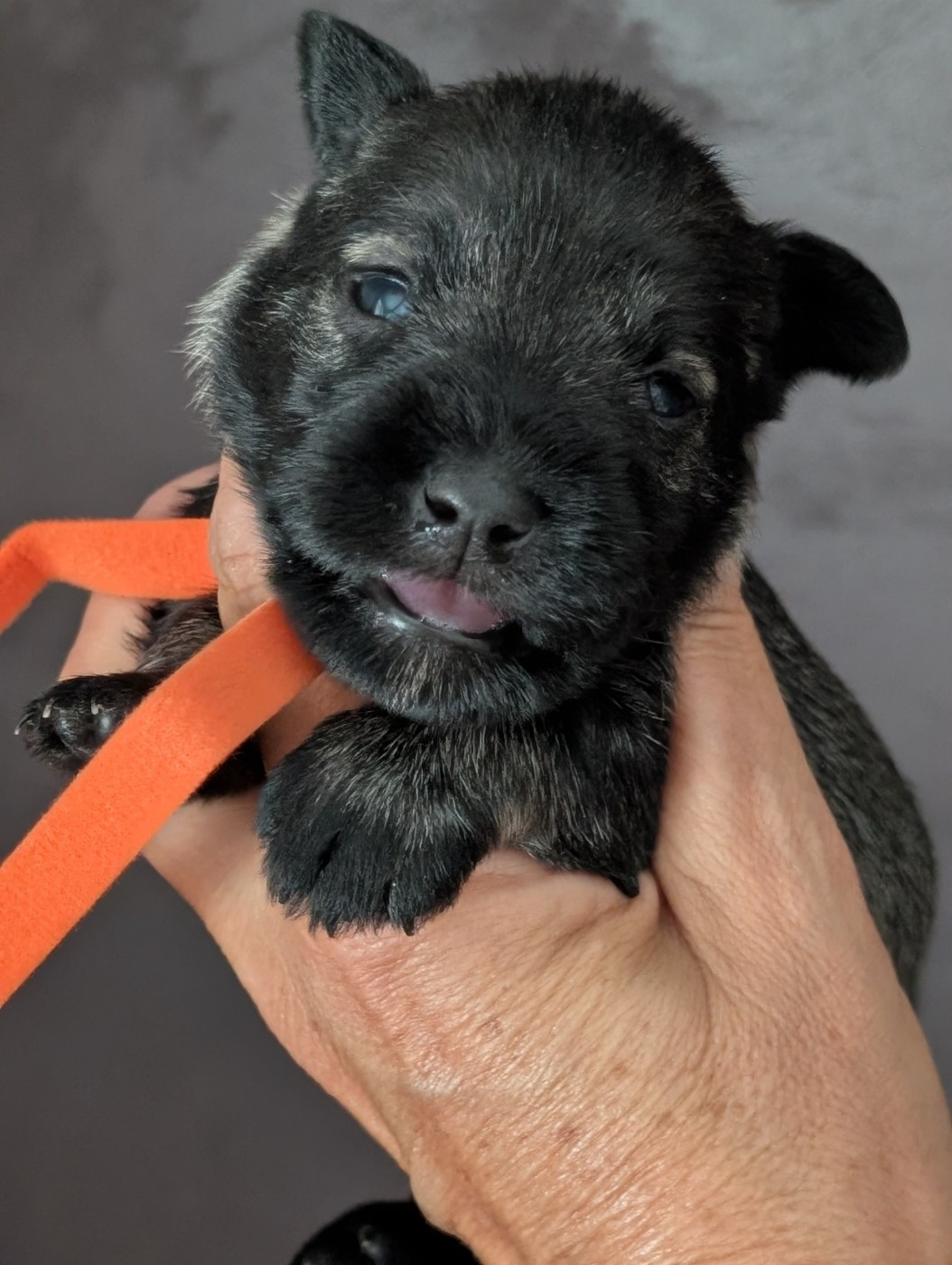 des Pitchoucas de Lacapelette - Chiots disponibles - Schnauzer miniature