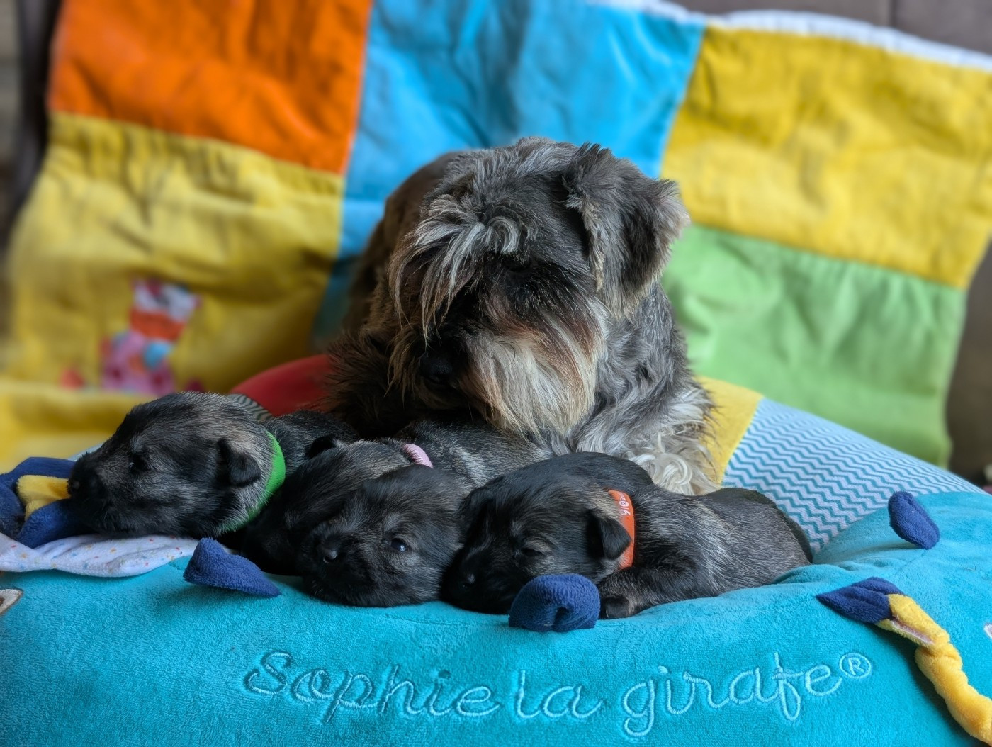 Chiot Schnauzer miniature des Pitchoucas de Lacapelette