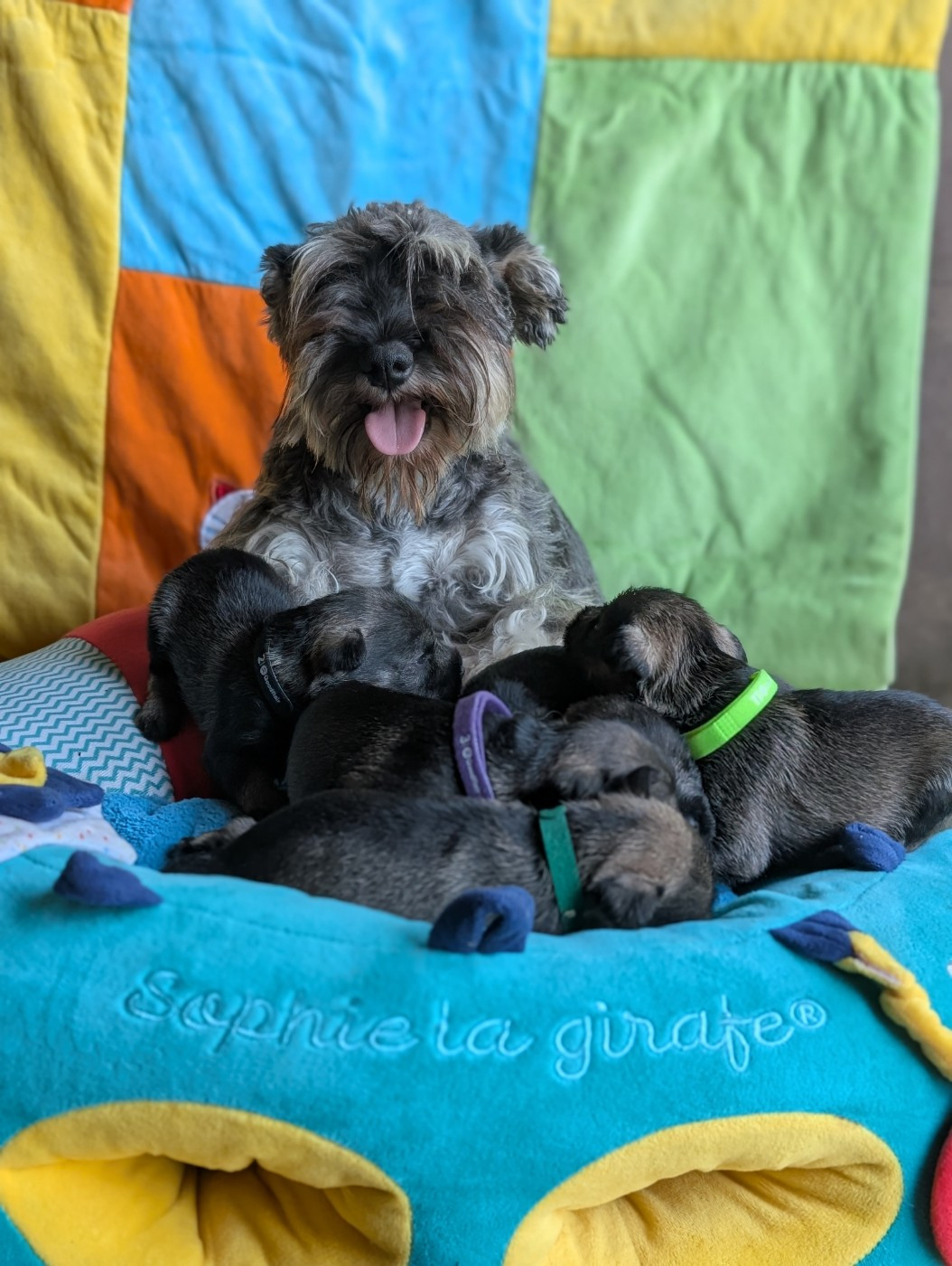 Chiot Schnauzer miniature des Pitchoucas de Lacapelette