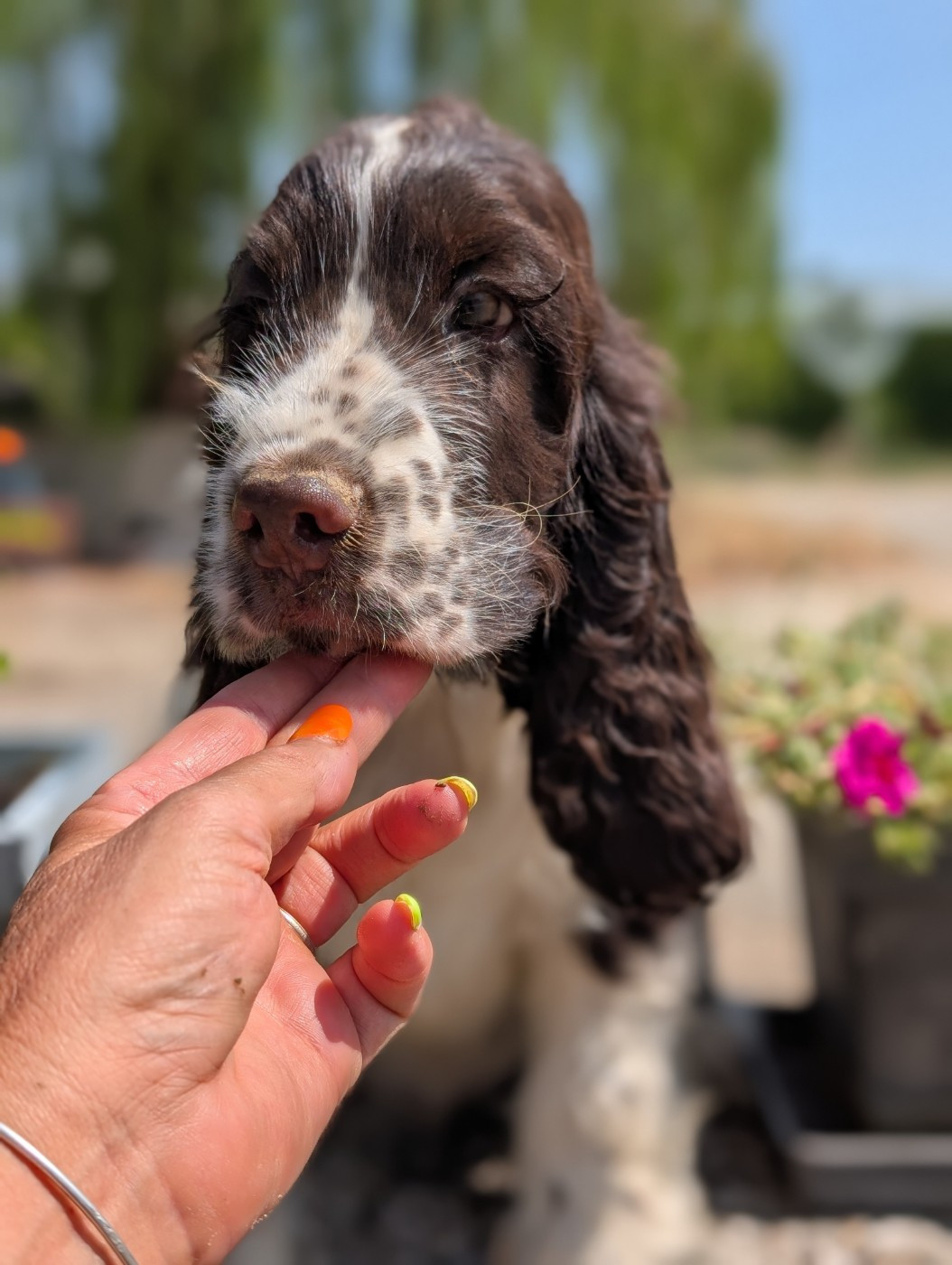 des Pitchoucas de Lacapelette - Chiots disponibles - Cocker Spaniel Anglais