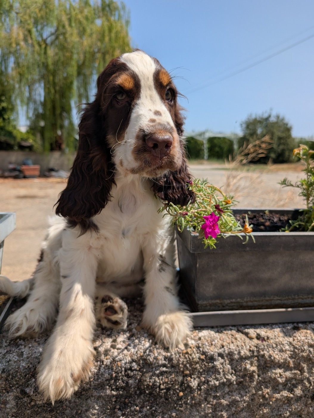 des Pitchoucas de Lacapelette - Chiots disponibles - Cocker Spaniel Anglais