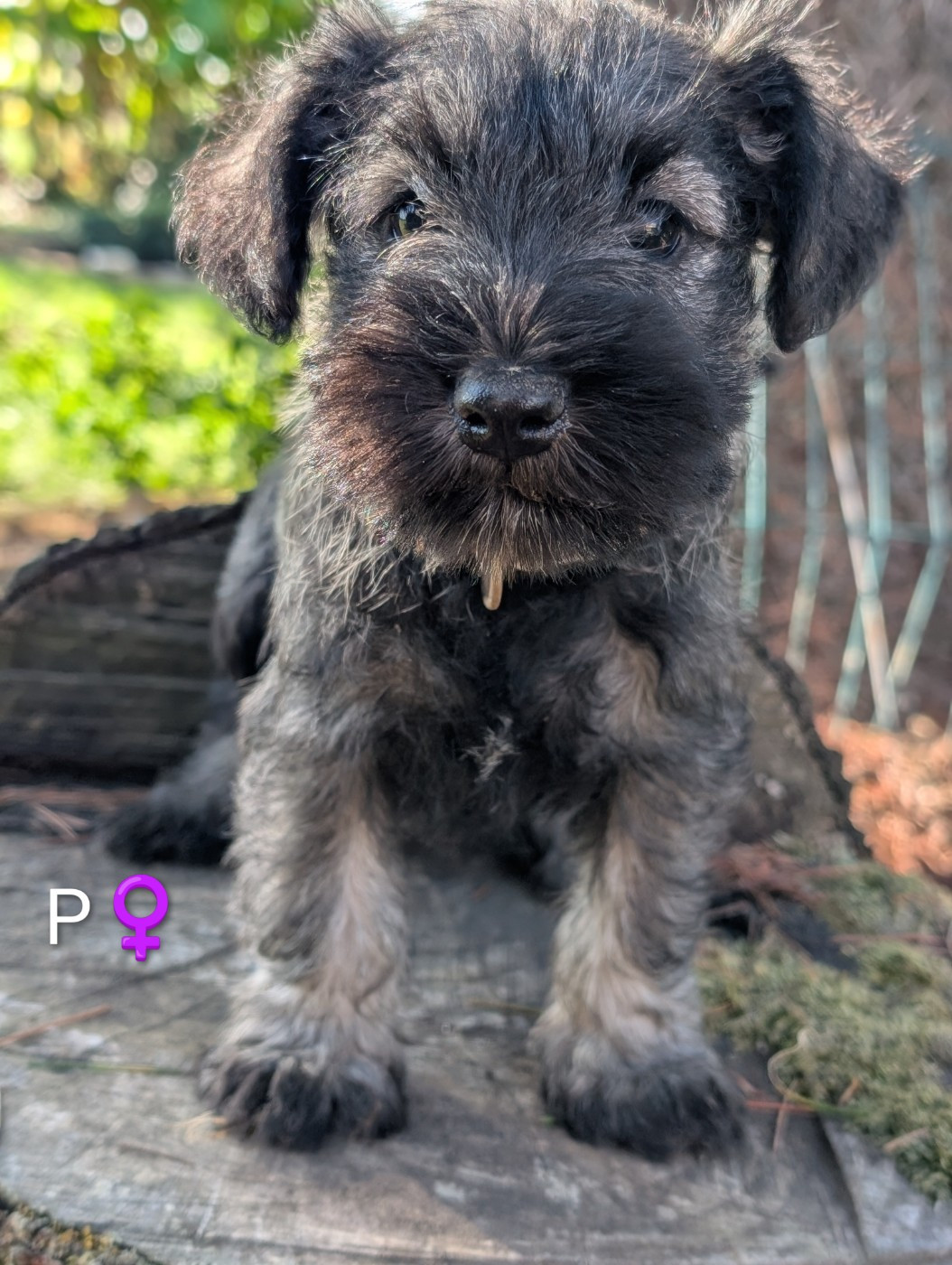 des Pitchoucas de Lacapelette - Chiots disponibles - Schnauzer miniature