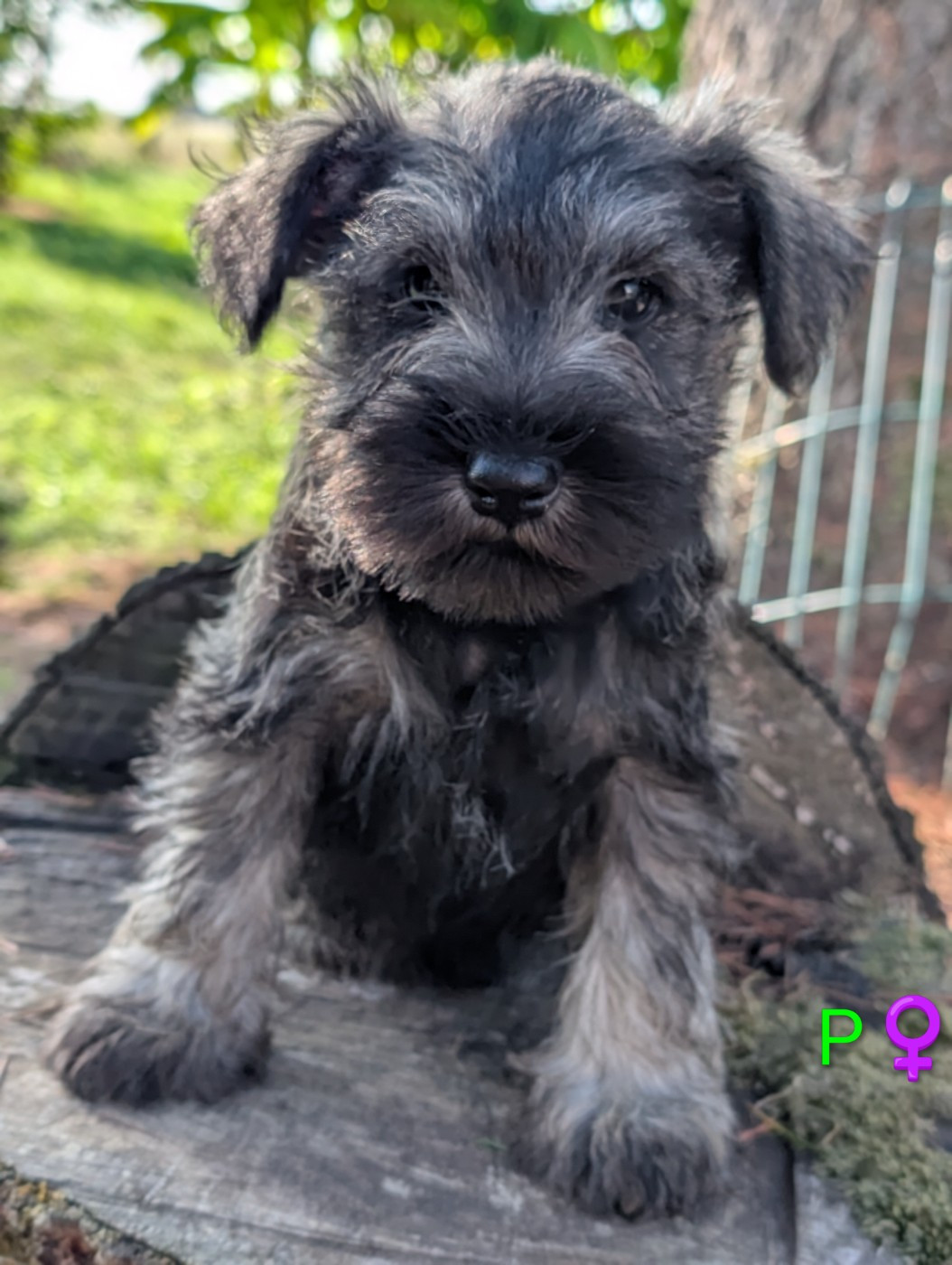 des Pitchoucas de Lacapelette - Chiots disponibles - Schnauzer miniature