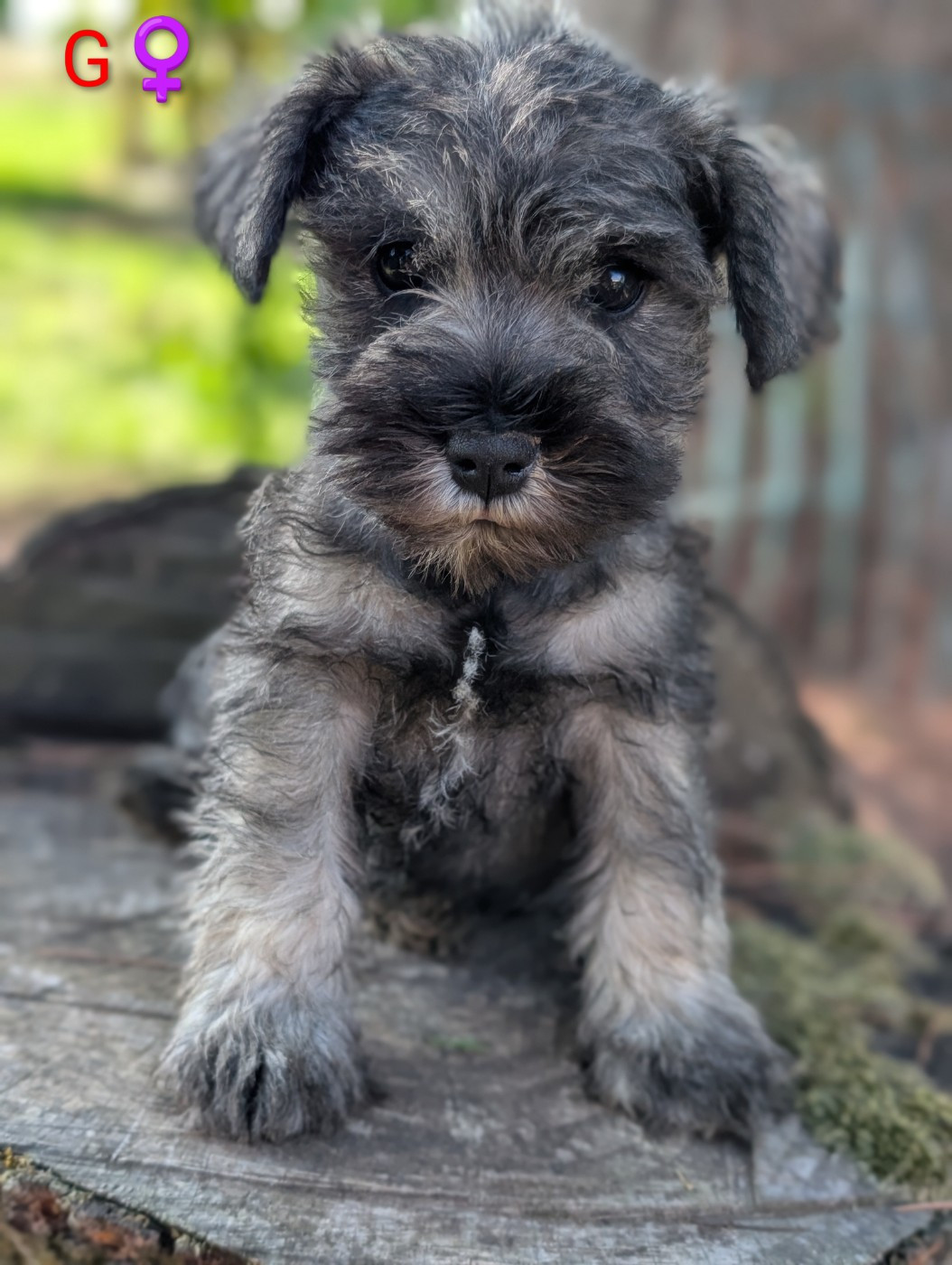 des Pitchoucas de Lacapelette - Chiots disponibles - Schnauzer miniature