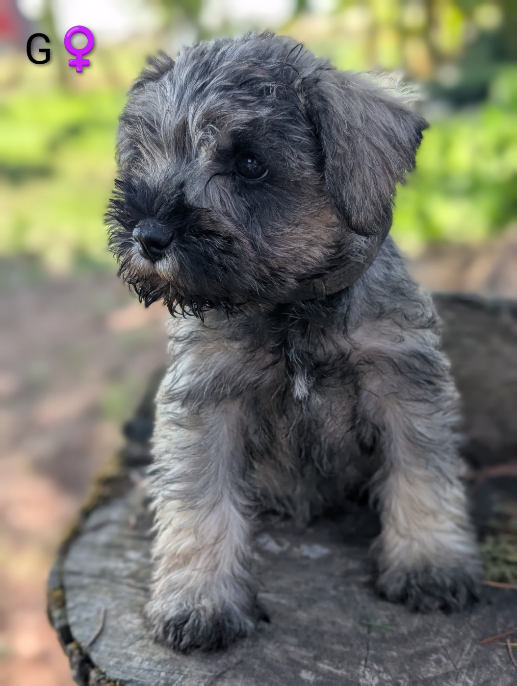 des Pitchoucas de Lacapelette - Chiots disponibles - Schnauzer miniature