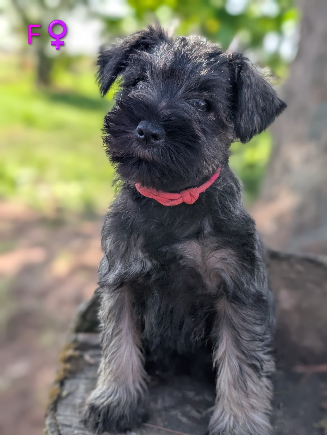 des Pitchoucas de Lacapelette - Chiots disponibles - Schnauzer miniature