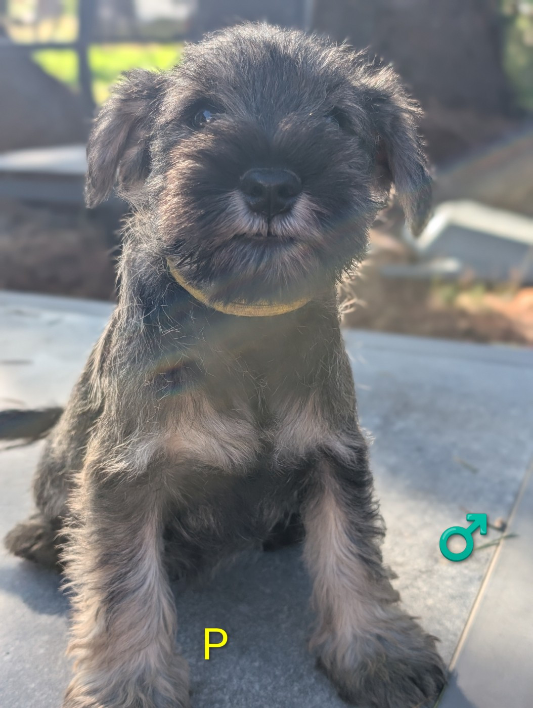 des Pitchoucas de Lacapelette - Chiots disponibles - Schnauzer miniature