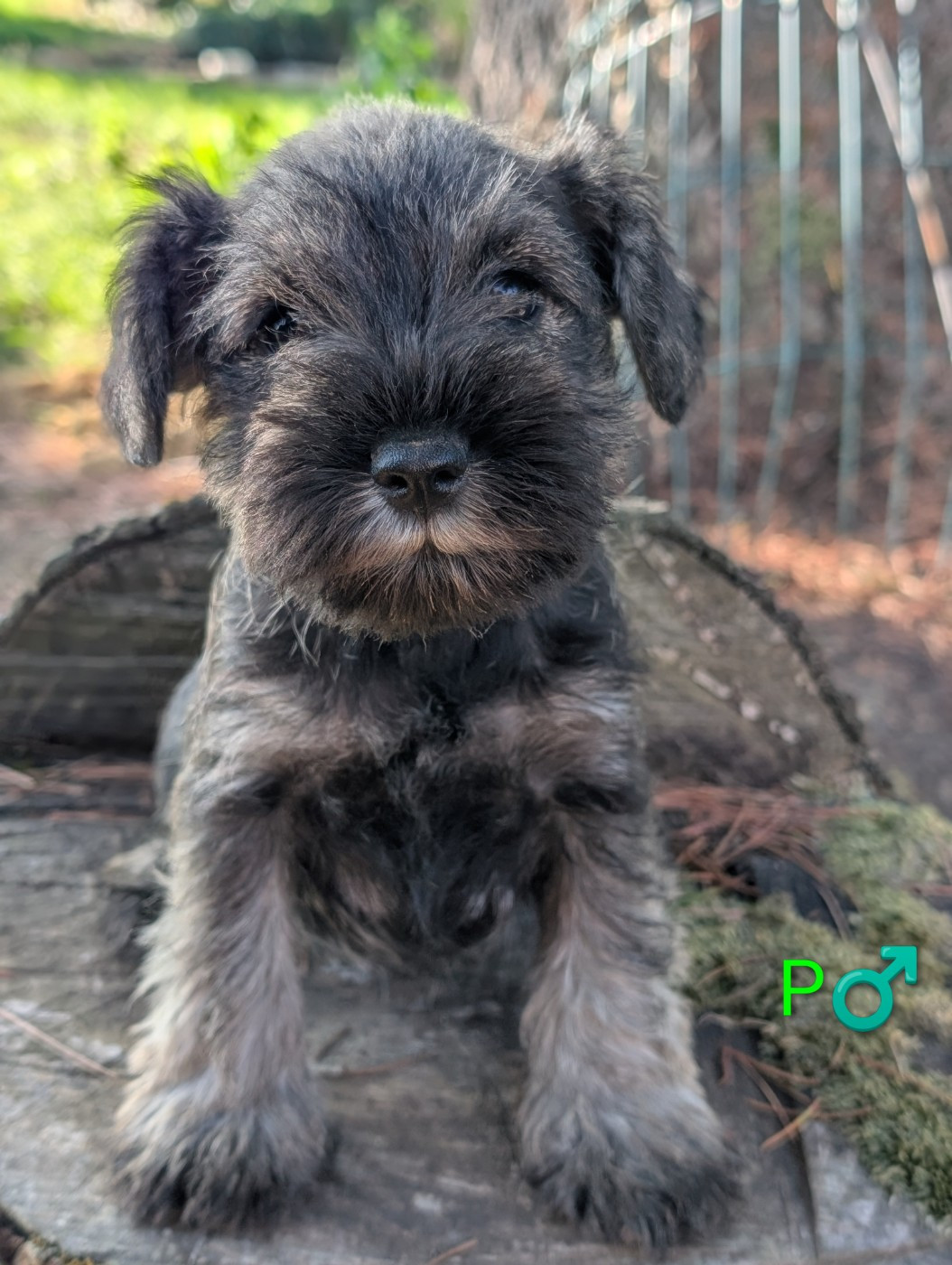 des Pitchoucas de Lacapelette - Chiots disponibles - Schnauzer miniature