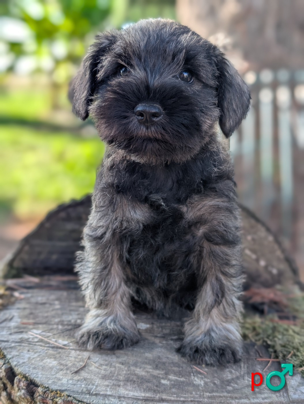 des Pitchoucas de Lacapelette - Chiots disponibles - Schnauzer miniature
