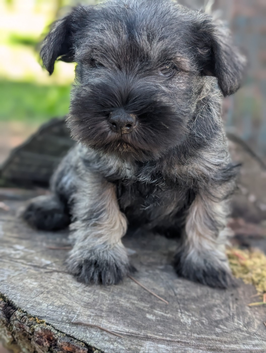 des Pitchoucas de Lacapelette - Chiots disponibles - Schnauzer miniature