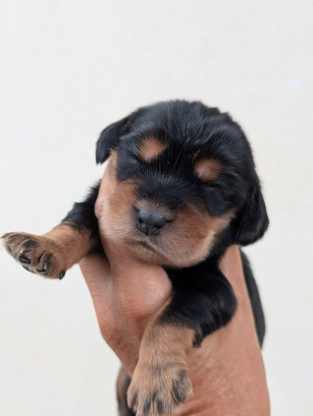 des Pitchoucas de Lacapelette - Chiots disponibles - Cocker Spaniel Anglais