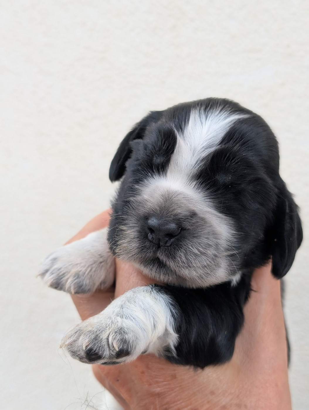 des Pitchoucas de Lacapelette - Chiots disponibles - Cocker Spaniel Anglais