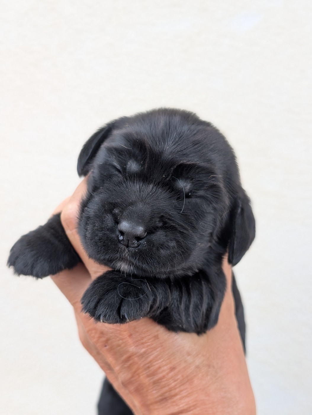 des Pitchoucas de Lacapelette - Chiots disponibles - Cocker Spaniel Anglais