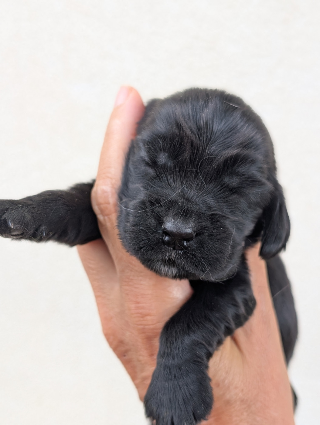 des Pitchoucas de Lacapelette - Chiots disponibles - Cocker Spaniel Anglais