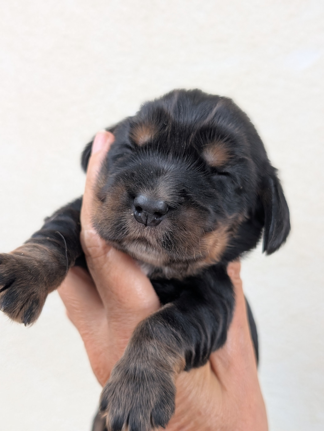 des Pitchoucas de Lacapelette - Chiots disponibles - Cocker Spaniel Anglais