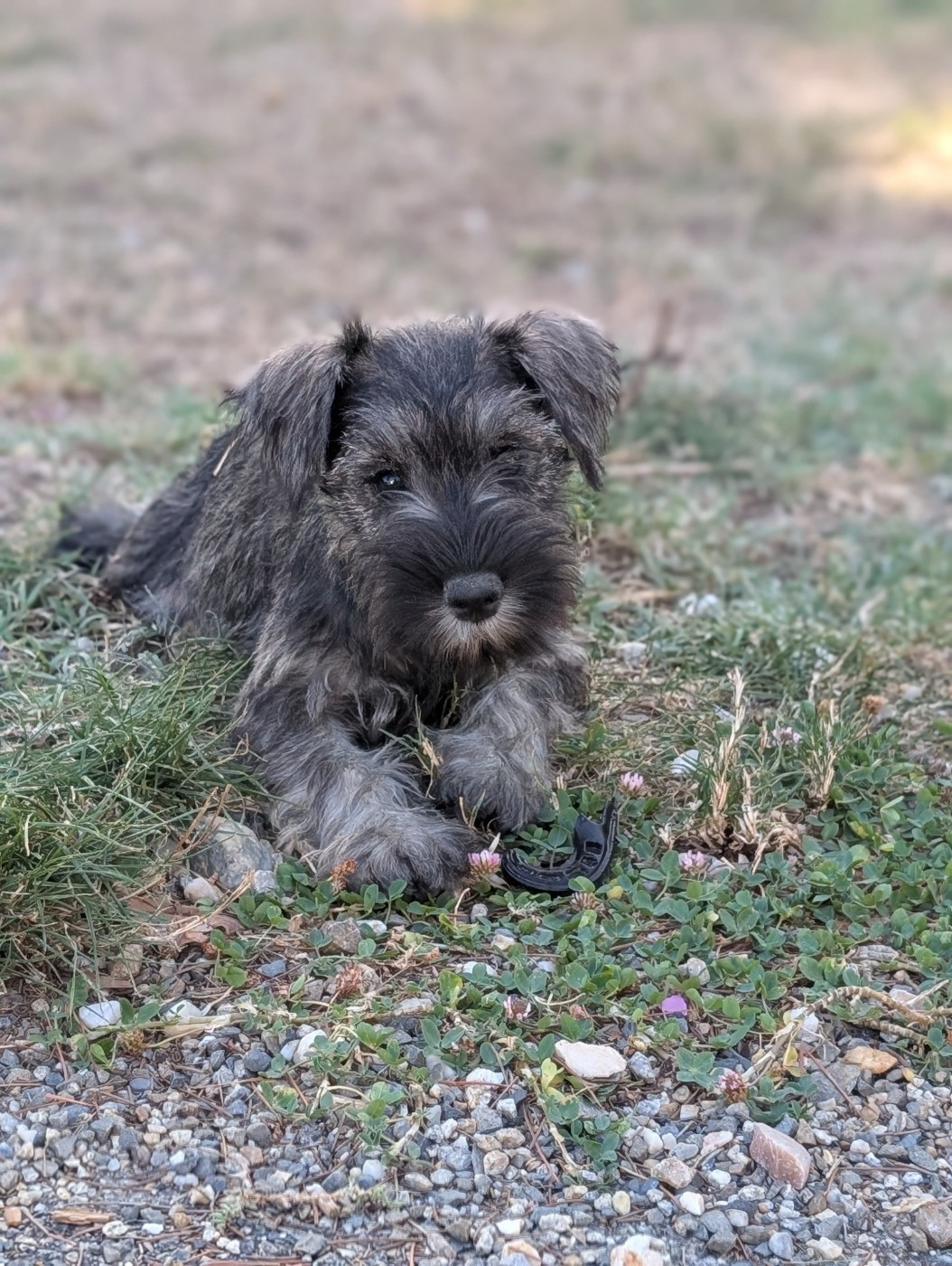 des Pitchoucas de Lacapelette - Chiots disponibles - Schnauzer miniature