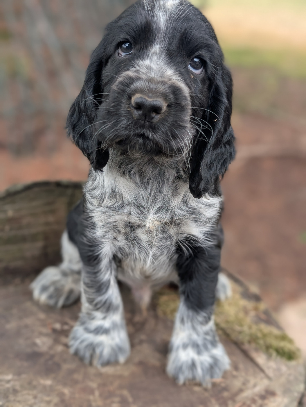 des Pitchoucas de Lacapelette - Chiots disponibles - Cocker Spaniel Anglais