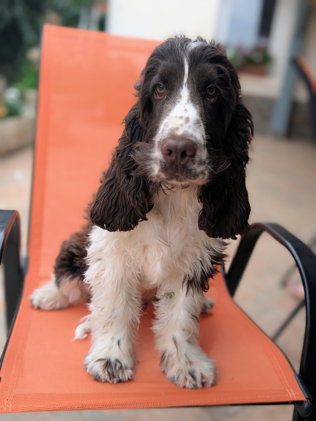 des Pitchoucas de Lacapelette - Chiots disponibles - Cocker Spaniel Anglais