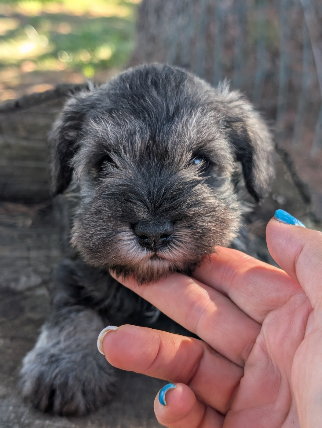 des Pitchoucas de Lacapelette - Chiots disponibles - Schnauzer miniature