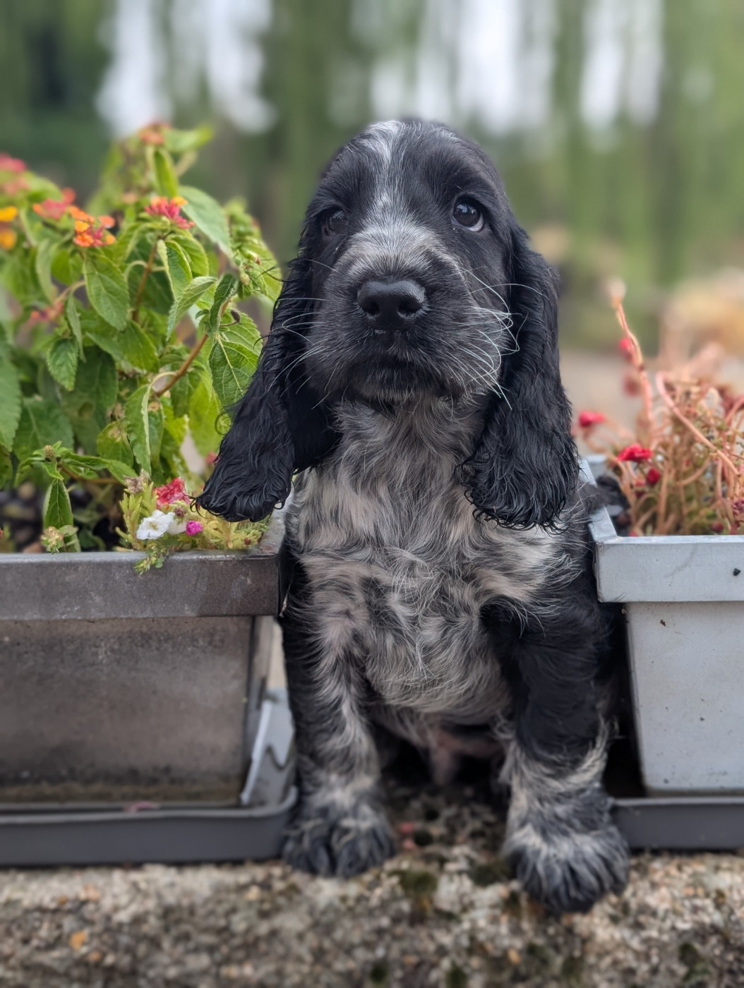 des Pitchoucas de Lacapelette - Chiots disponibles - Cocker Spaniel Anglais