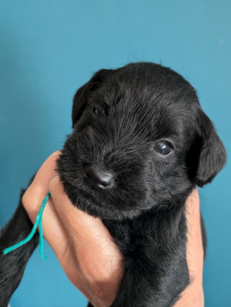 des Pitchoucas de Lacapelette - Chiots disponibles - Schnauzer miniature