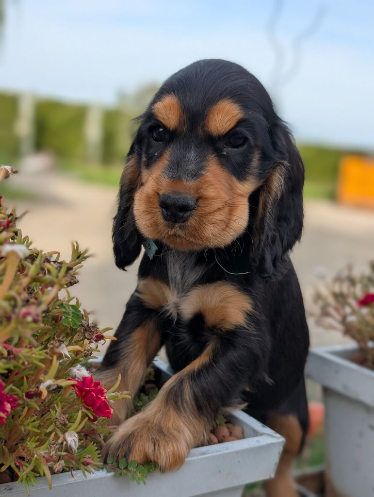 CHIOT 2 collier bleu 