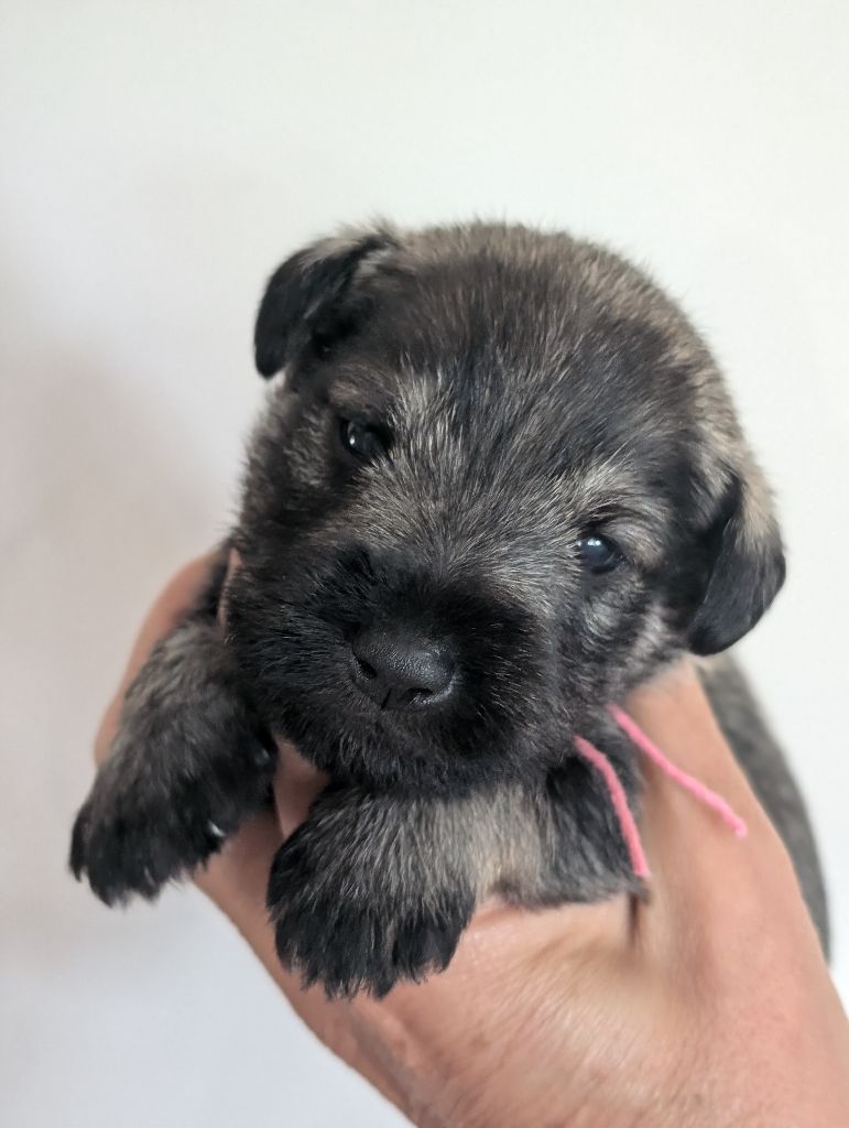 des Pitchoucas de Lacapelette - Chiots disponibles - Schnauzer miniature