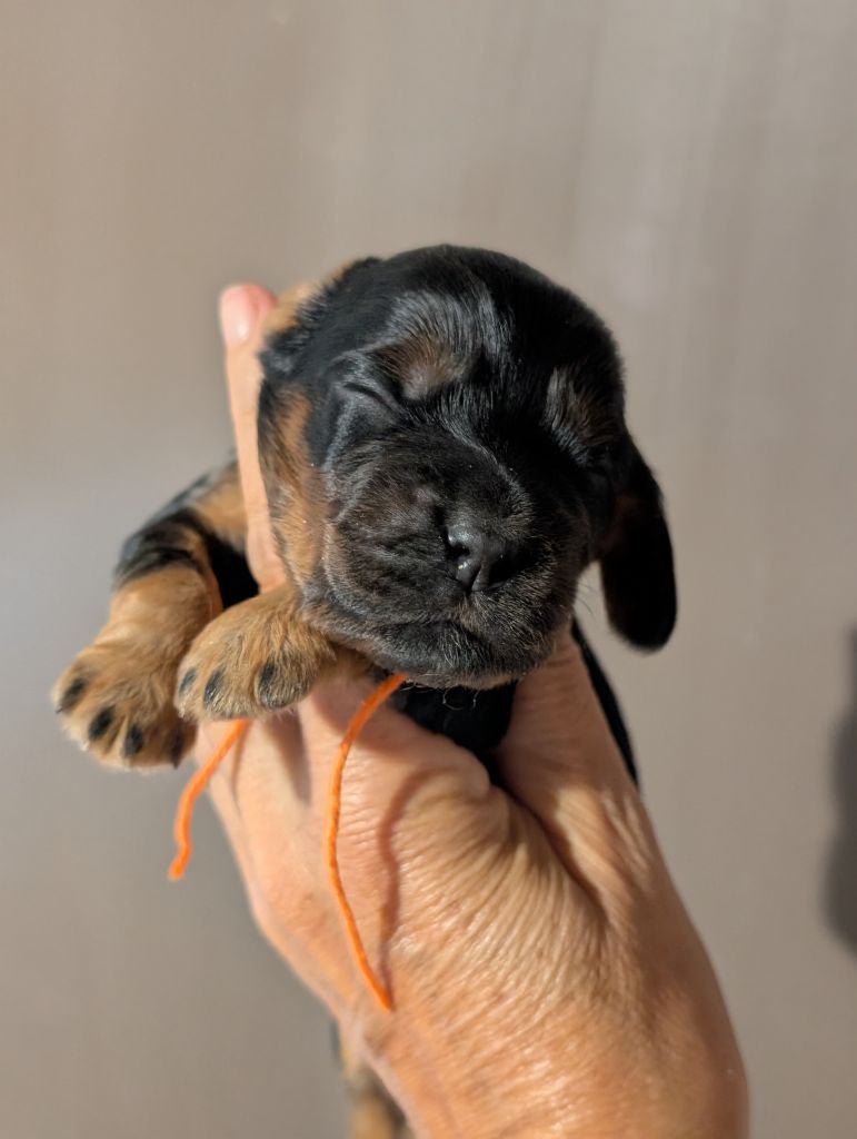 des Pitchoucas de Lacapelette - Chiots disponibles - Cocker Spaniel Anglais