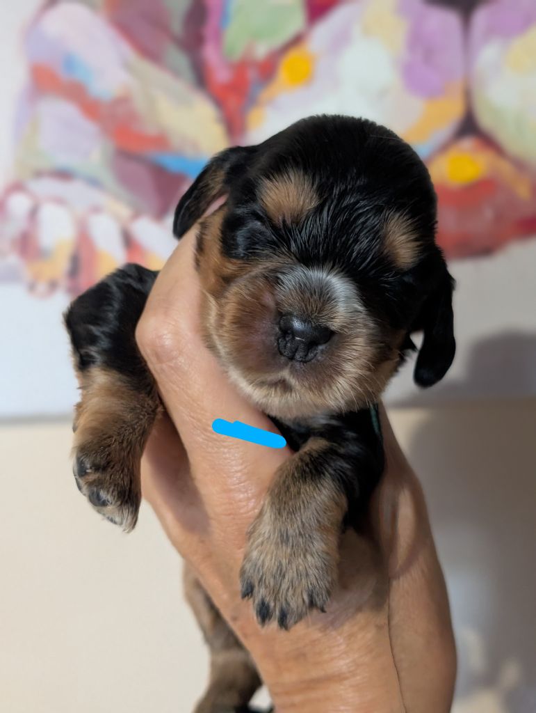 des Pitchoucas de Lacapelette - Chiots disponibles - Cocker Spaniel Anglais