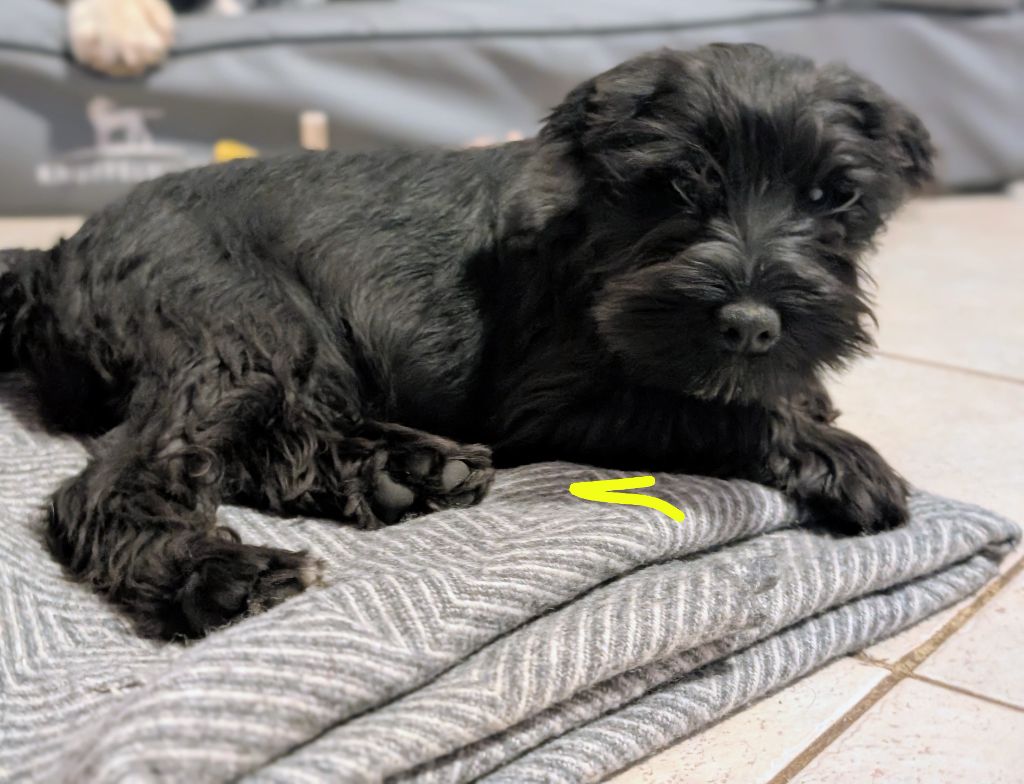 des Pitchoucas de Lacapelette - Chiots disponibles - Schnauzer miniature