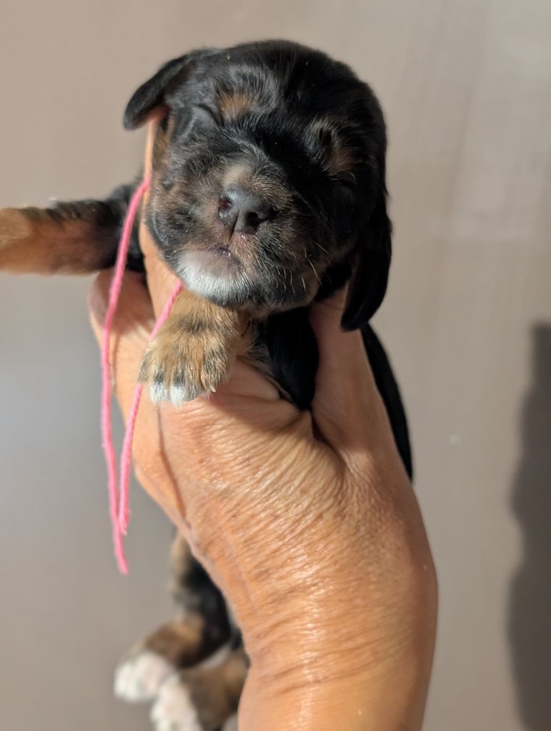 des Pitchoucas de Lacapelette - Chiots disponibles - Cocker Spaniel Anglais