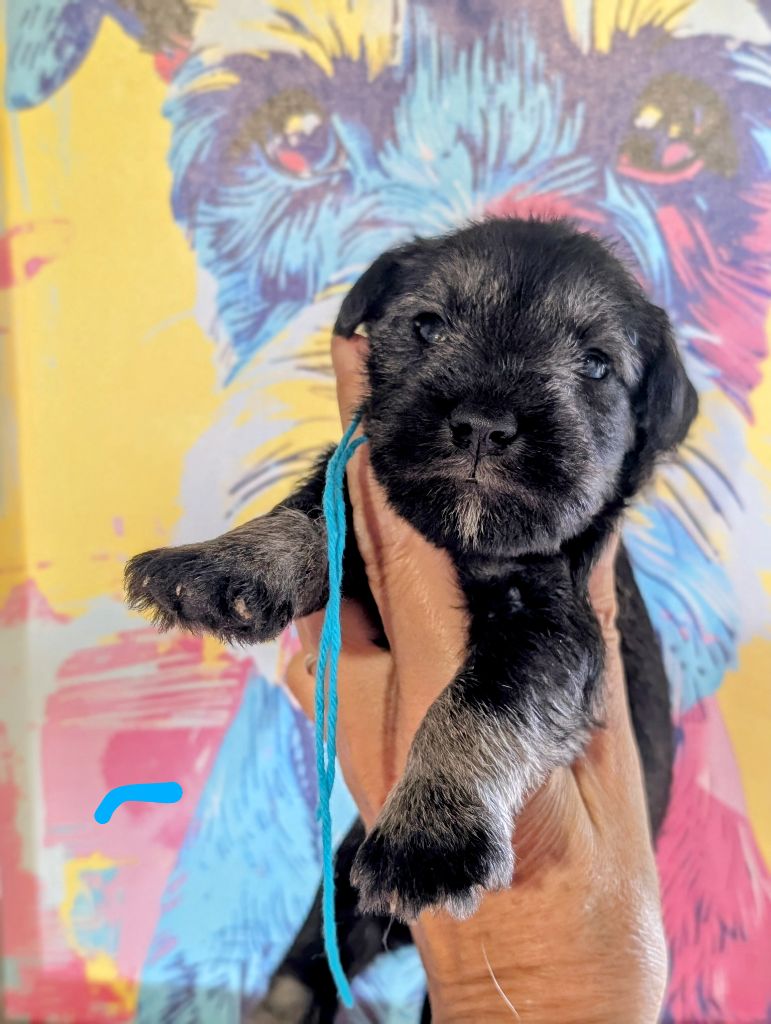 des Pitchoucas de Lacapelette - Chiots disponibles - Schnauzer miniature