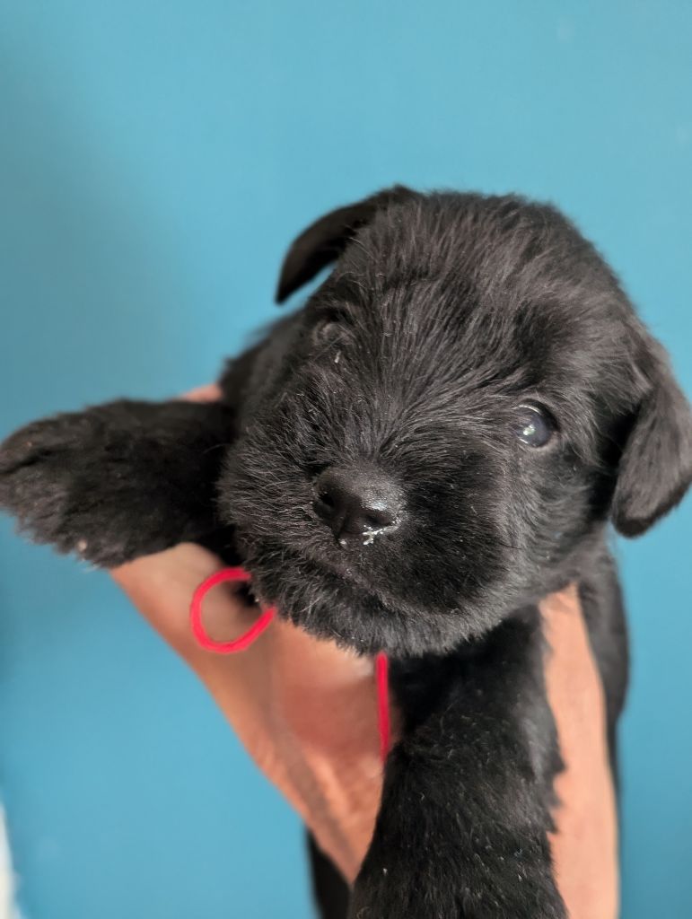 des Pitchoucas de Lacapelette - Chiots disponibles - Schnauzer miniature