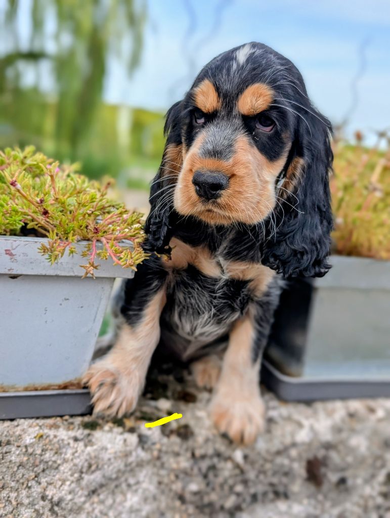 des Pitchoucas de Lacapelette - Chiots disponibles - Cocker Spaniel Anglais