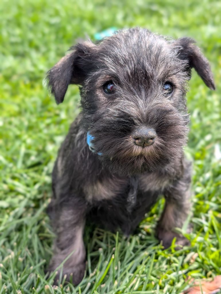 des Pitchoucas de Lacapelette - Chiots disponibles - Schnauzer miniature