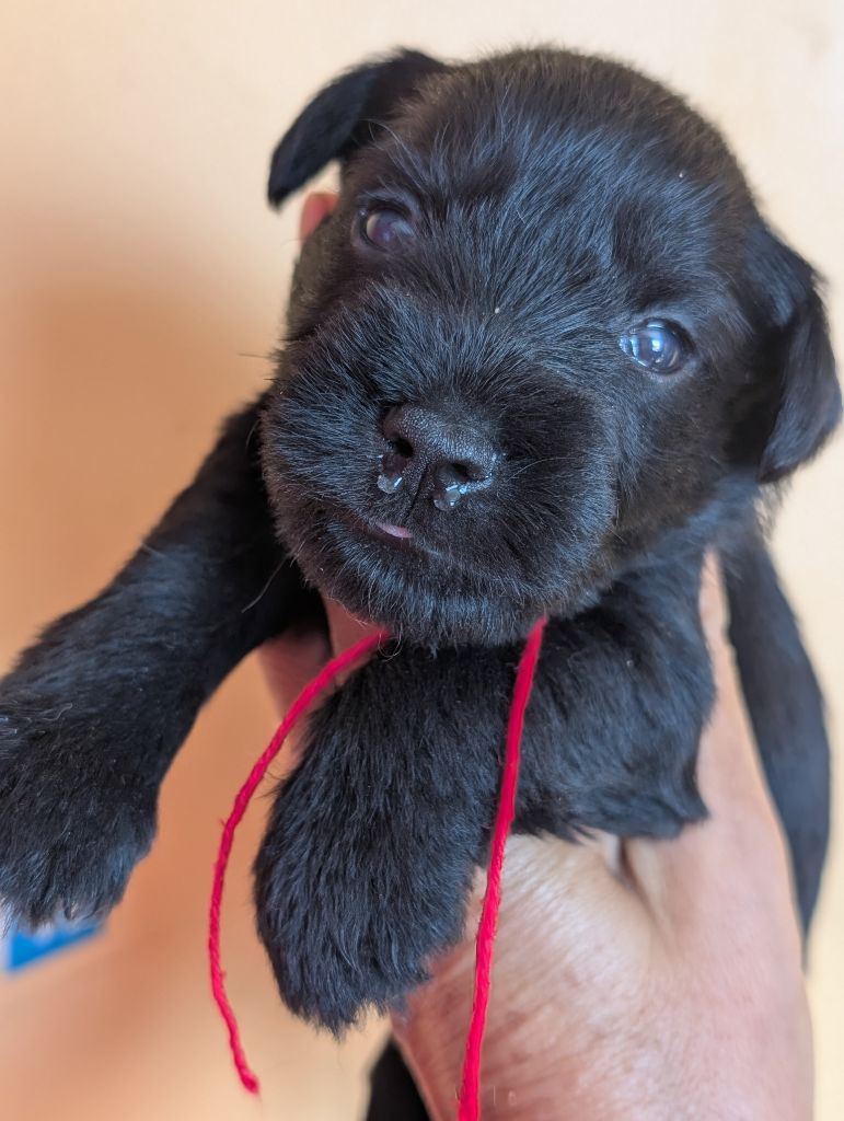 des Pitchoucas de Lacapelette - Chiots disponibles - Schnauzer miniature
